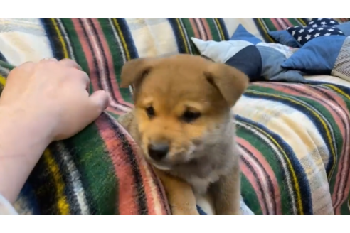 成約済の石川県の豆柴-119192の2枚目